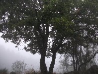 fugio Saletti-20101010 097